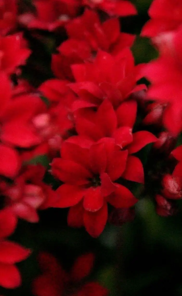 red wallpaper for iphone flowers