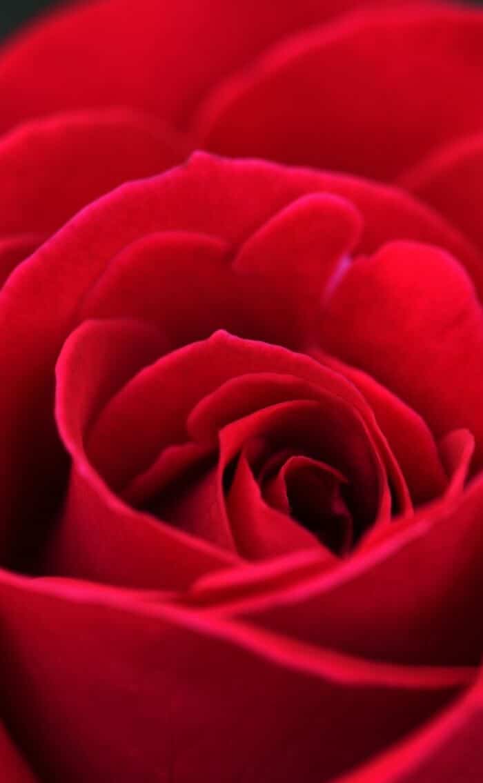 red wallpaper for iphone rose