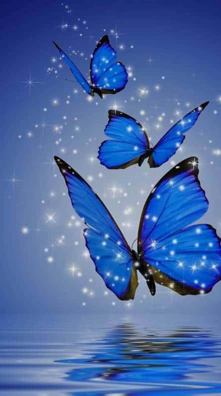 Blue butterfly wallpaper and wallpapers.