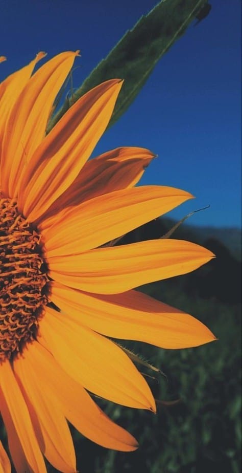 sunflower wallpaper iphone