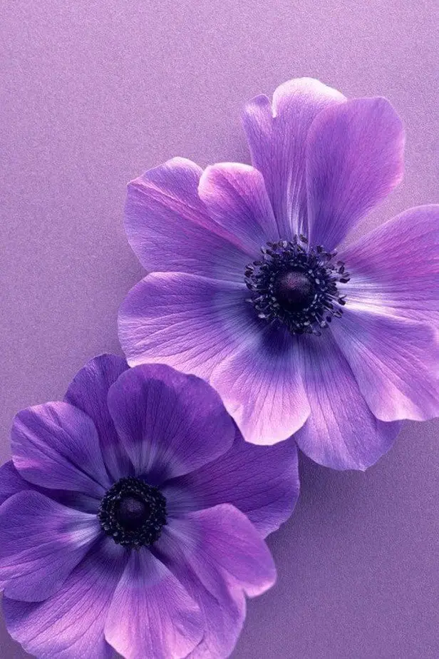 purple flower wallpaper iphone