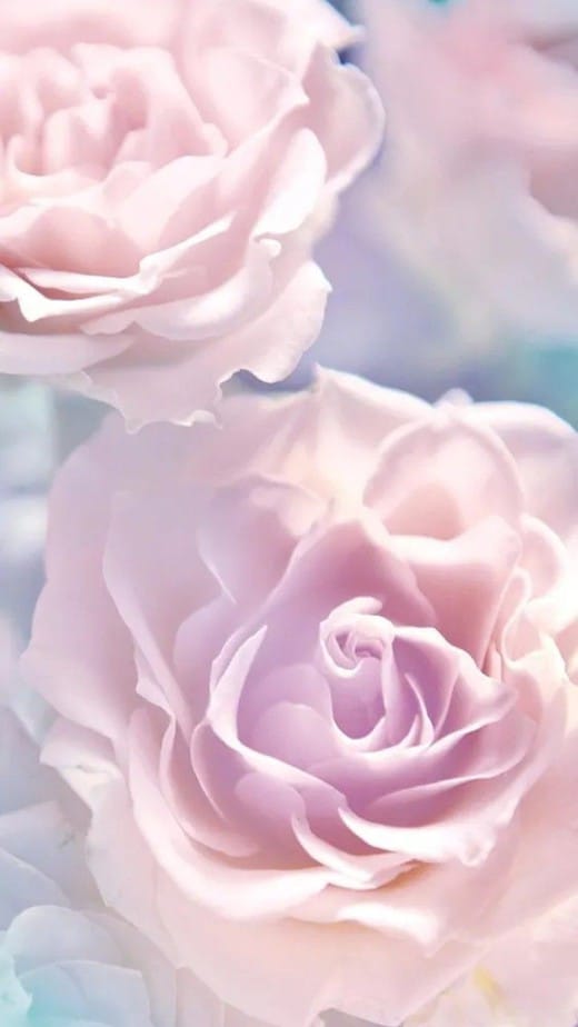 rose wallpaper iphone light pink