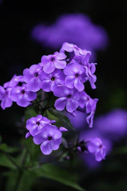 purple flower wallpaper iphone