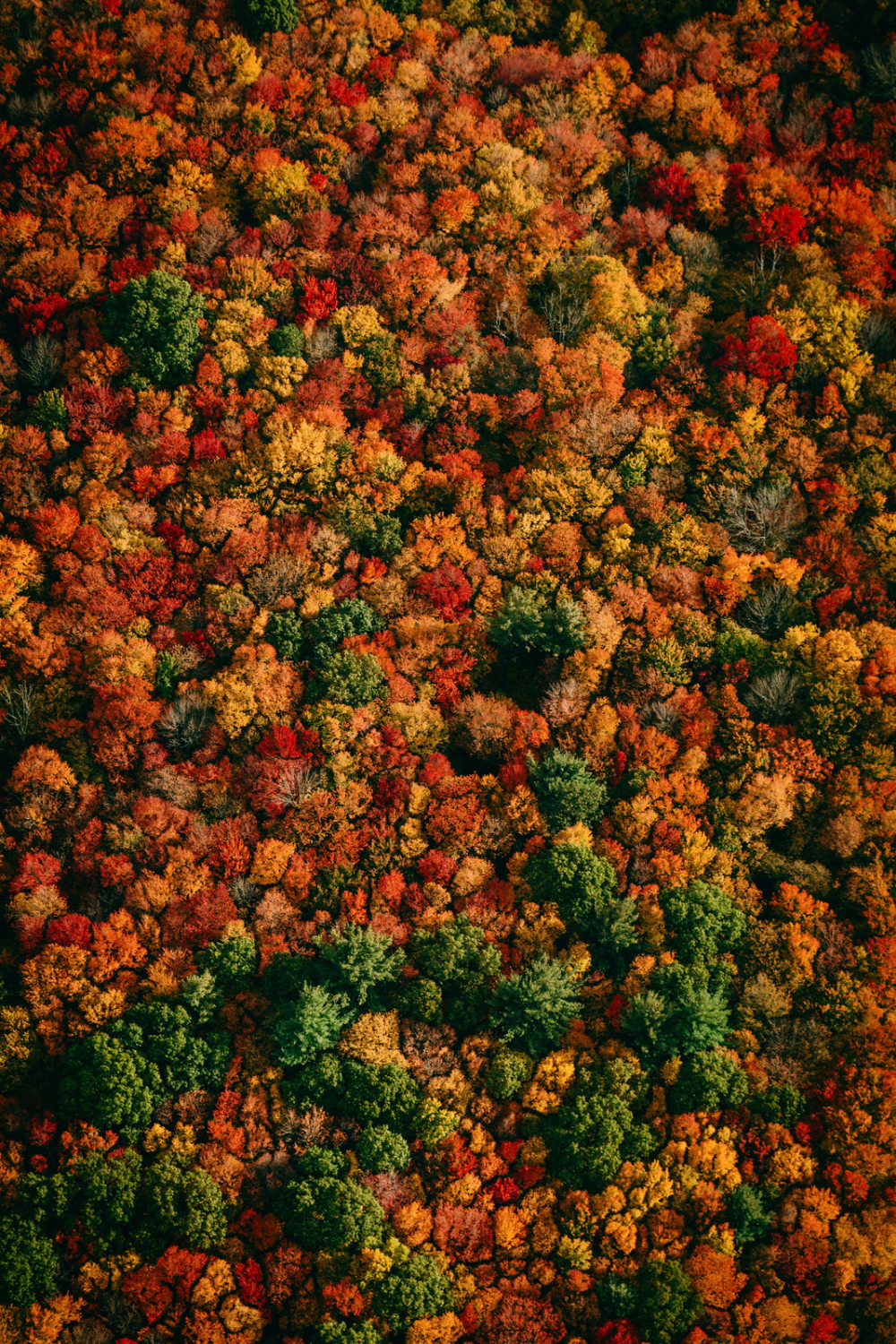 autumn aesthetic wallpaper